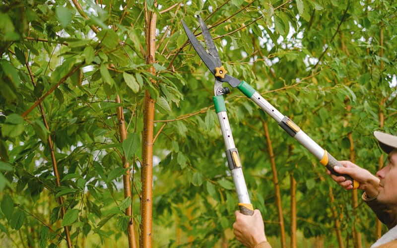 Tree trimming in Blachly, OR
