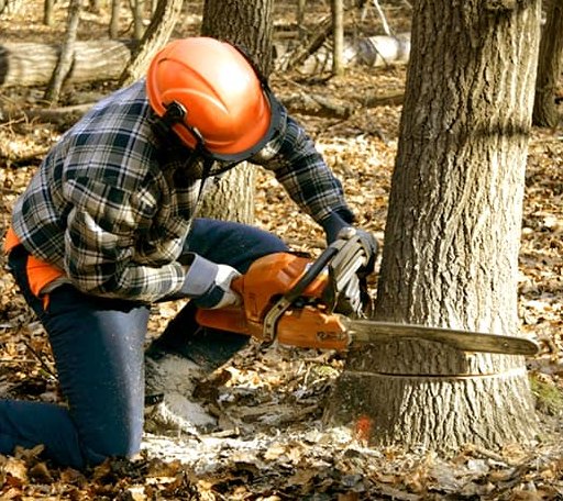 Tree Removal in Blachly, OR